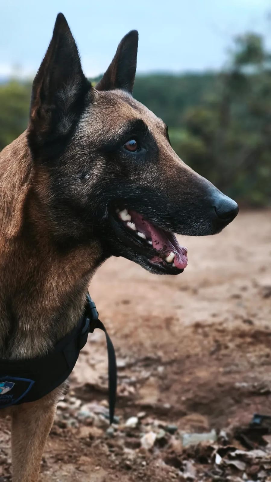 Unidad K9 Vision Security
